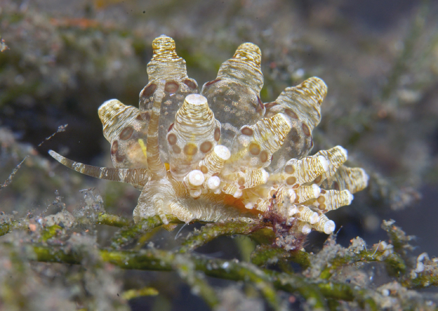 Eubranchus ocellatus